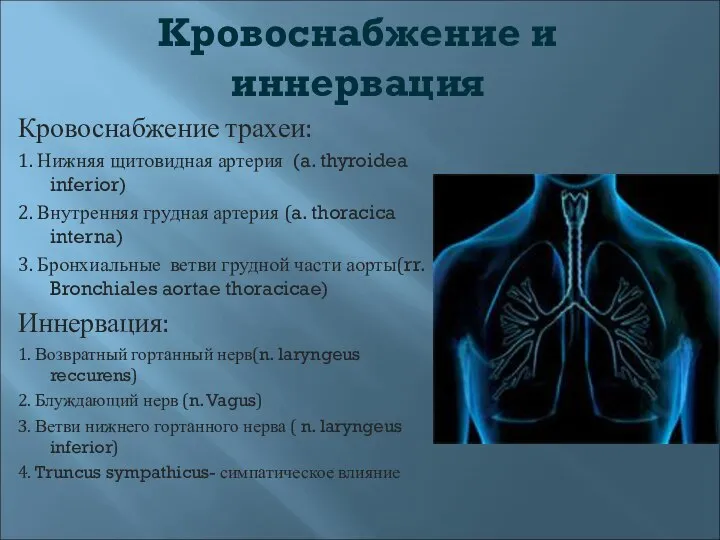 Кровоснабжение и иннервация Кровоснабжение трахеи: 1. Нижняя щитовидная артерия (a. thyroidea