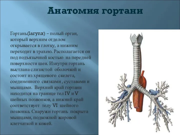 Анатомия гортани Гортань(larynx) – полый орган, который верхним отделом открывается в