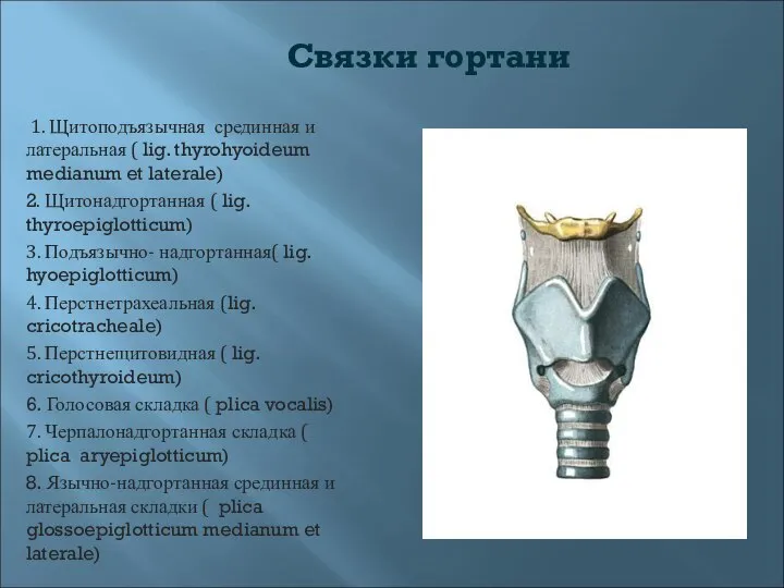 Связки гортани 1. Щитоподъязычная срединная и латеральная ( lig. thyrohyoideum medianum