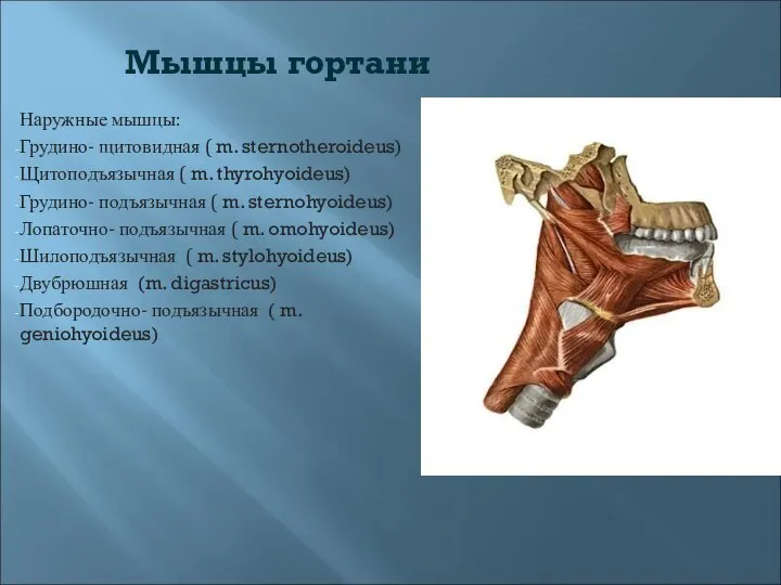 Мышцы гортани Наружные мышцы: Грудино- щитовидная ( m. sternotheroideus) Щитоподъязычная (