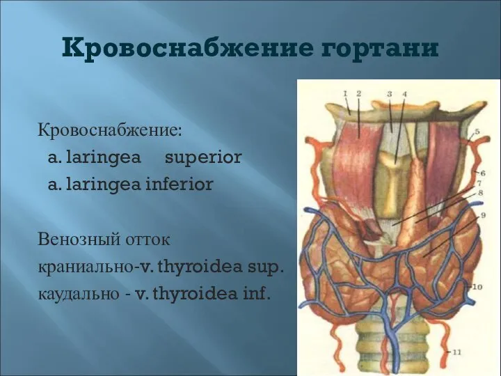 Кровоснабжение гортани Кровоснабжение: a. laringea superior a. laringea inferior Венозный отток