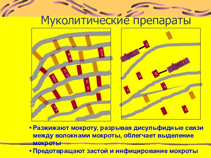 Муколитические препараты амброксол амброксол S S S S S S S