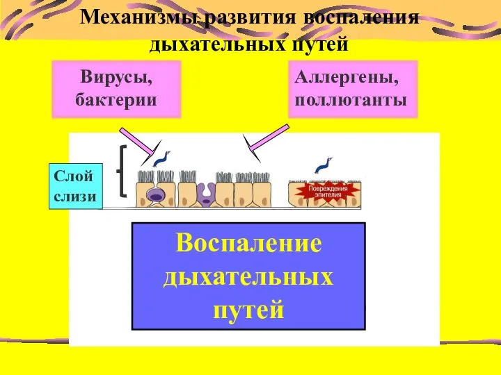 Вирусы, бактерии Аллергены, поллютанты Воспаление дыхательных путей Механизмы развития воспаления дыхательных путей