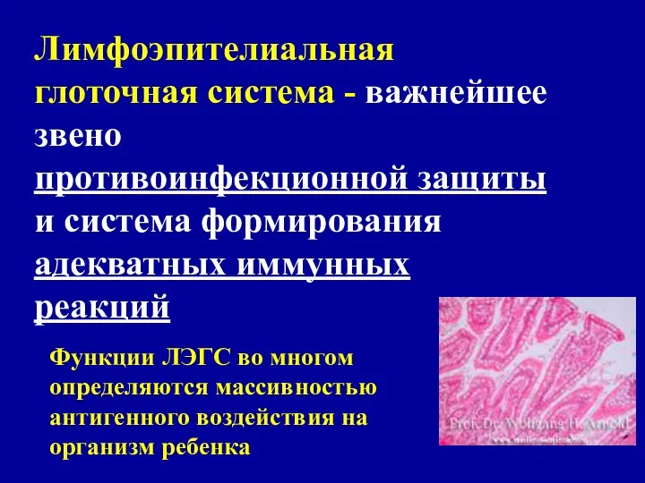 Лимфоэпителиальная глоточная система - важнейшее звено противоинфекционной защиты и система формирования