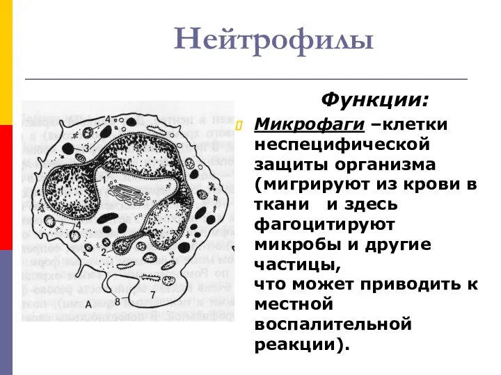 Нейтрофилы Функции: Микрофаги –клетки неспецифической защиты организма (мигрируют из крови в