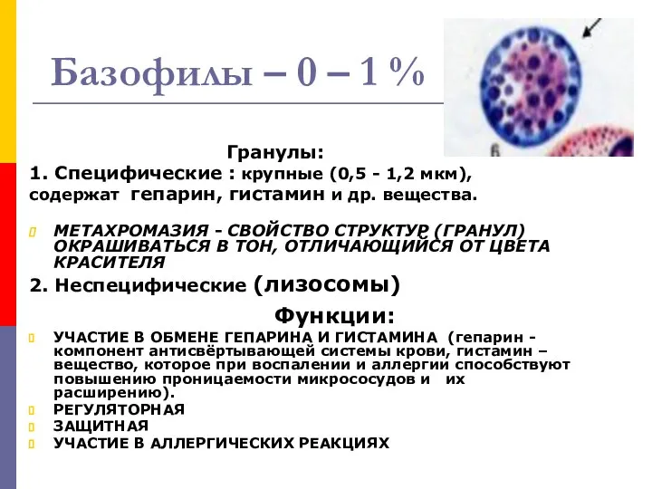 Базофилы – 0 – 1 % Гранулы: 1. Специфические : крупные