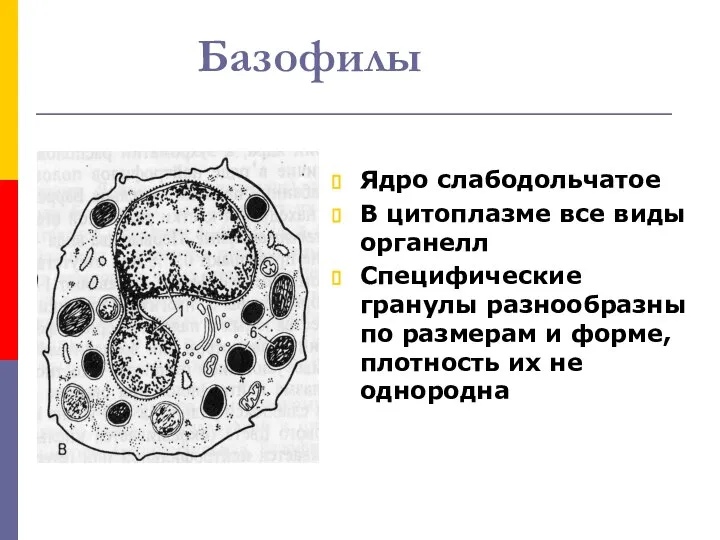 Базофилы Ядро слабодольчатое В цитоплазме все виды органелл Специфические гранулы разнообразны