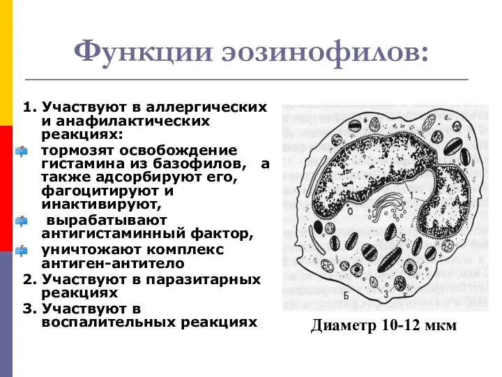 Функции эозинофилов: 1. Участвуют в аллергических и анафилактических реакциях: тормозят освобождение