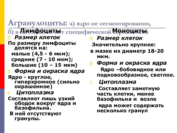 Агранулоциты: а) ядро не сегментированно, б) в цитоплазме нет специфической зернистости