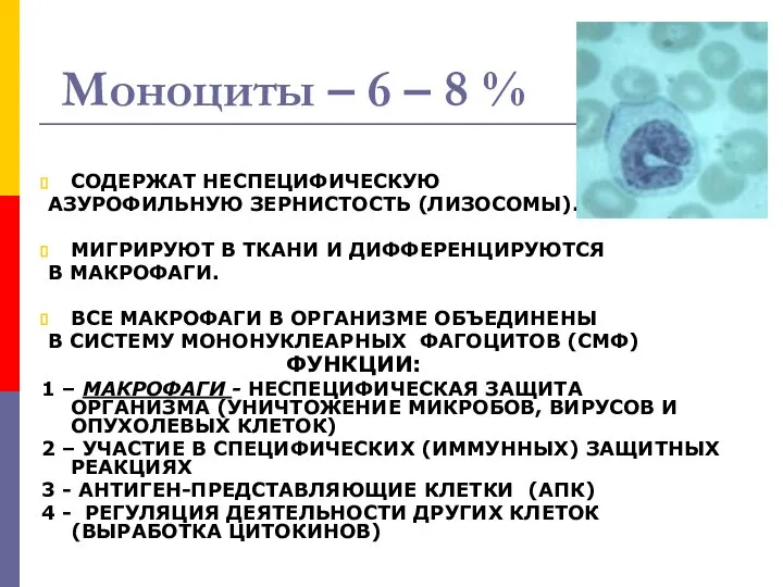 Моноциты – 6 – 8 % СОДЕРЖАТ НЕСПЕЦИФИЧЕСКУЮ АЗУРОФИЛЬНУЮ ЗЕРНИСТОСТЬ (ЛИЗОСОМЫ).