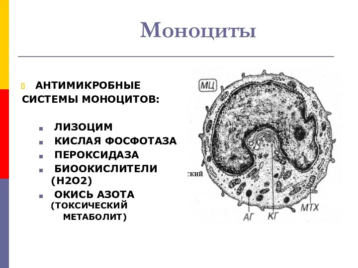 Моноциты АНТИМИКРОБНЫЕ СИСТЕМЫ МОНОЦИТОВ: ЛИЗОЦИМ КИСЛАЯ ФОСФОТАЗА ПЕРОКСИДАЗА БИООКИСЛИТЕЛИ (Н2О2) ОКИСЬ АЗОТА (ТОКСИЧЕСКИЙ МЕТАБОЛИТ)