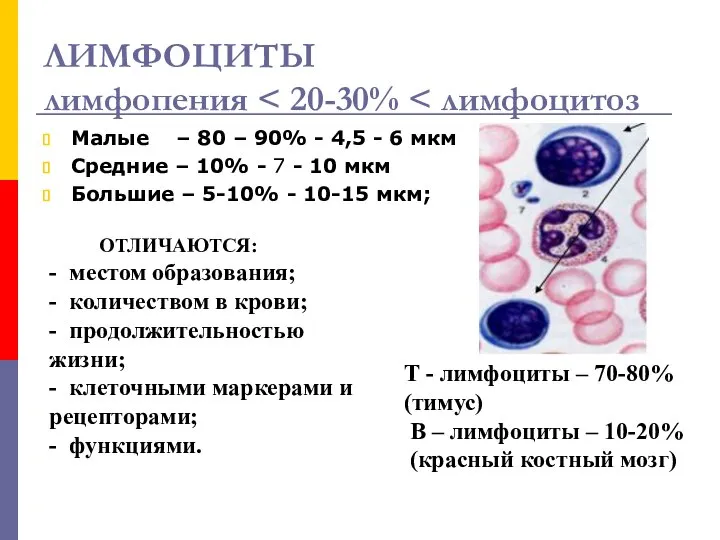 ЛИМФОЦИТЫ лимфопения Малые – 80 – 90% - 4,5 - 6