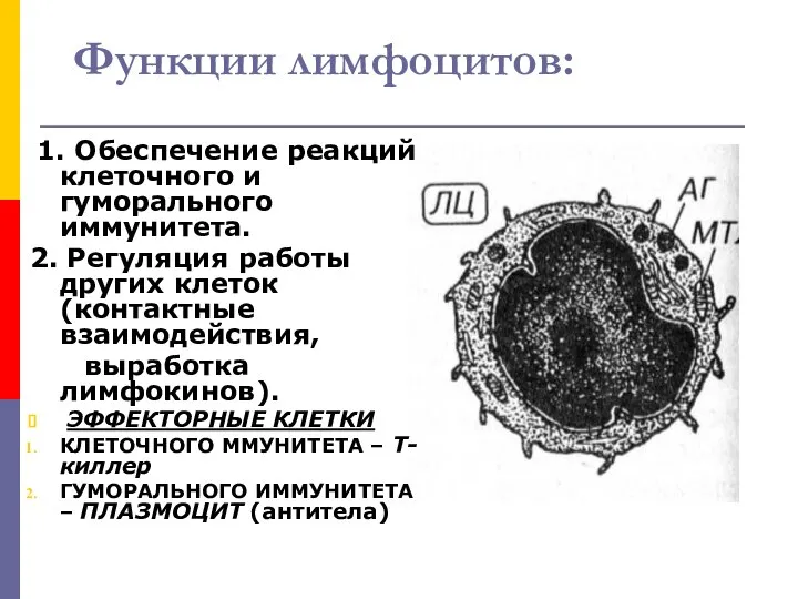 Функции лимфоцитов: 1. Обеспечение реакций клеточного и гуморального иммунитета. 2. Регуляция