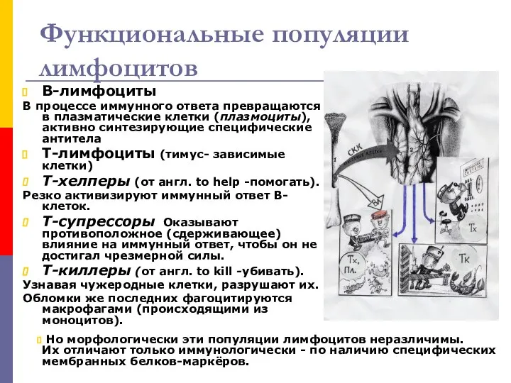 Функциональные популяции лимфоцитов В-лимфоциты В процессе иммунного ответа превращаются в плазматические