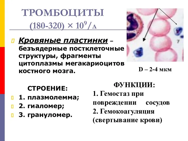 ТРОМБОЦИТЫ (180-320) × 109/л Кровяные пластинки – безъядерные постклеточные структуры, фрагменты