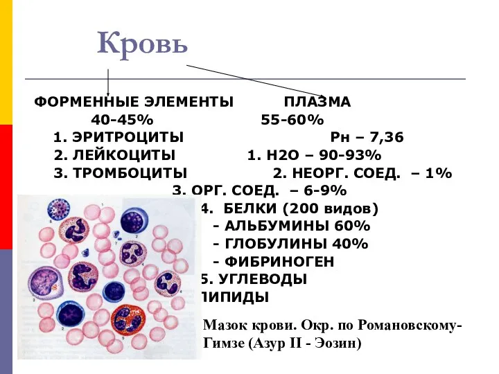 Кровь ФОРМЕННЫЕ ЭЛЕМЕНТЫ ПЛАЗМА 40-45% 55-60% 1. ЭРИТРОЦИТЫ Рн – 7,36