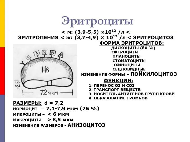 Эритроциты ЭРИТРОПЕНИЯ ФОРМА ЭРИТРОЦИТОВ: ДИСКОЦИТЫ (80 %) СФЕРОЦИТЫ ПЛАНОЦИТЫ СТОМАТОЦИТЫ ЭХИНОЦИТЫ