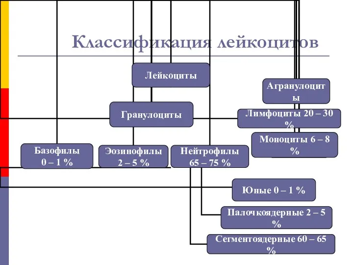 Классификация лейкоцитов