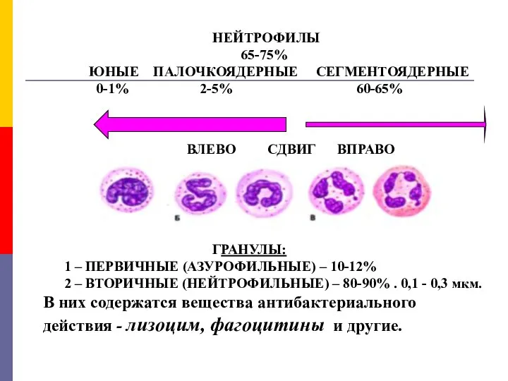 НЕЙТРОФИЛЫ 65-75% ЮНЫЕ ПАЛОЧКОЯДЕРНЫЕ СЕГМЕНТОЯДЕРНЫЕ 0-1% 2-5% 60-65% ВЛЕВО СДВИГ ВПРАВО