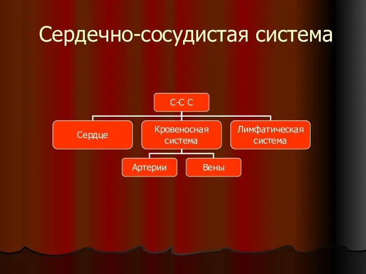 Сердечно-сосудистая система