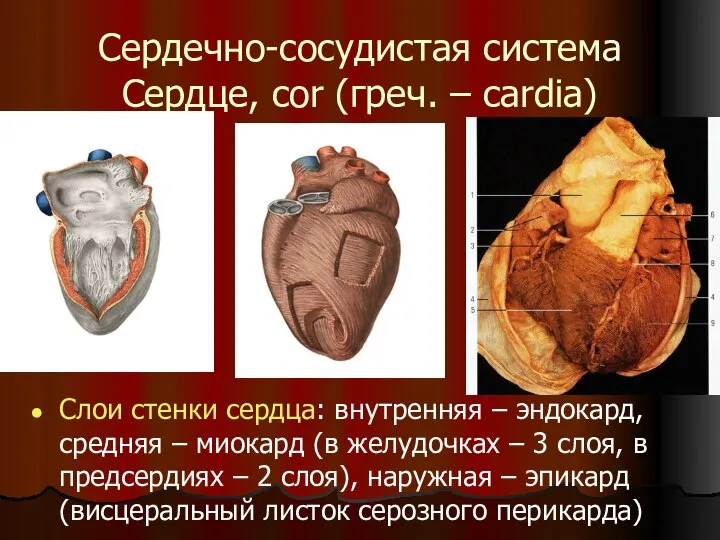 Сердечно-сосудистая система Сердце, cor (греч. – cardia) Слои стенки сердца: внутренняя