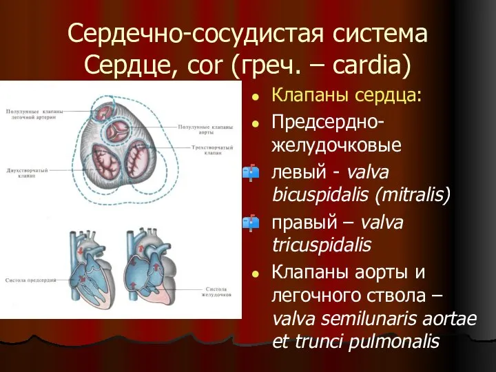 Сердечно-сосудистая система Сердце, cor (греч. – cardia) Клапаны сердца: Предсердно-желудочковые левый