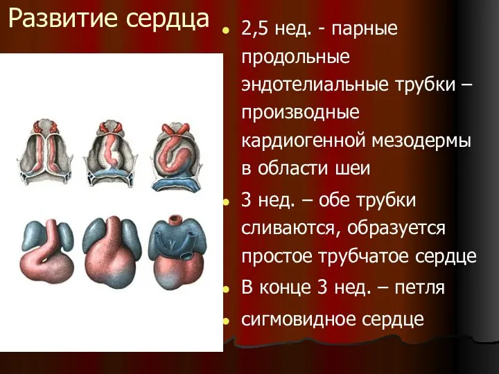 Развитие сердца 2,5 нед. - парные продольные эндотелиальные трубки – производные