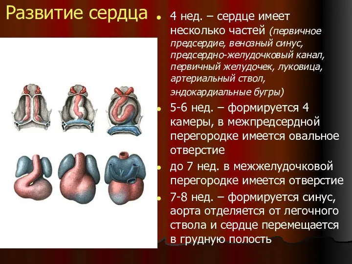 Развитие сердца 4 нед. – сердце имеет несколько частей (первичное предсердие,