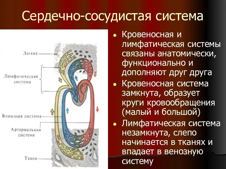 Сердечно-сосудистая система Кровеносная и лимфатическая системы связаны анатомически, функционально и дополняют