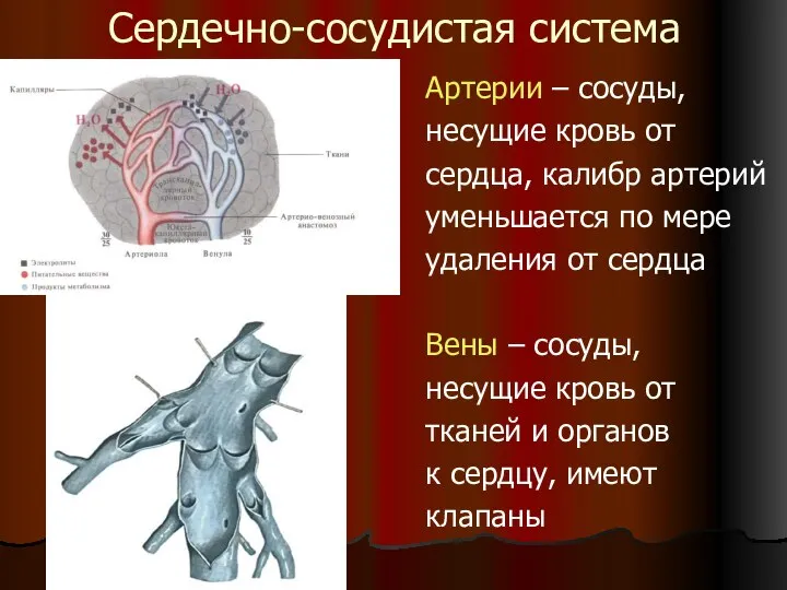 Сердечно-сосудистая система Артерии – сосуды, несущие кровь от сердца, калибр артерий