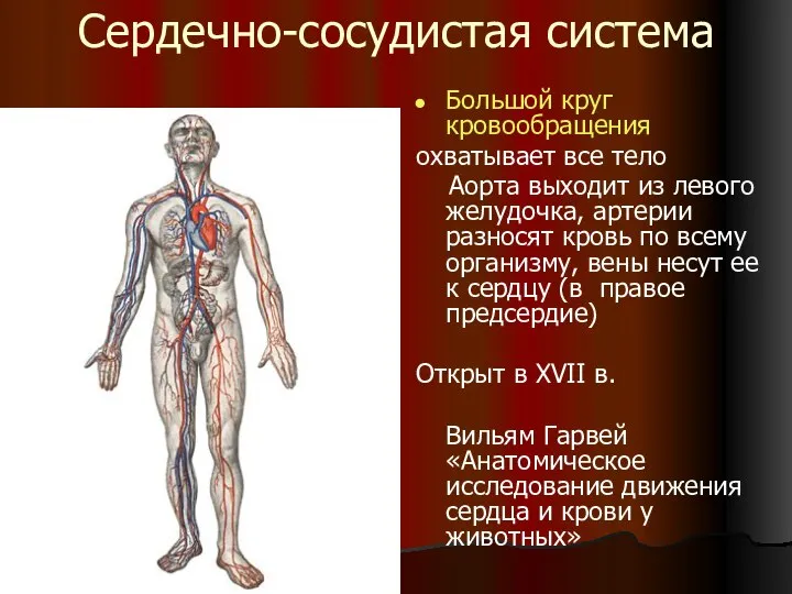 Сердечно-сосудистая система Большой круг кровообращения охватывает все тело Аорта выходит из