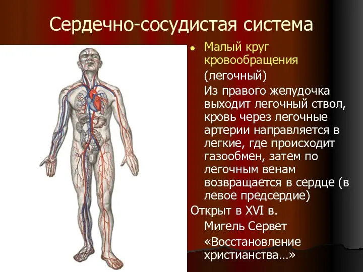 Сердечно-сосудистая система Малый круг кровообращения (легочный) Из правого желудочка выходит легочный