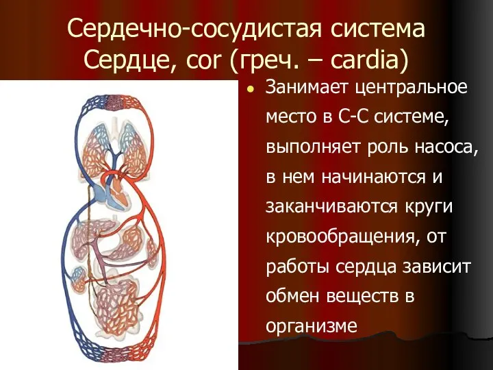 Сердечно-сосудистая система Сердце, cor (греч. – cardia) Занимает центральное место в