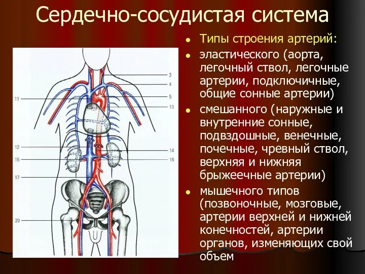 Сердечно-сосудистая система Типы строения артерий: эластического (аорта, легочный ствол, легочные артерии,