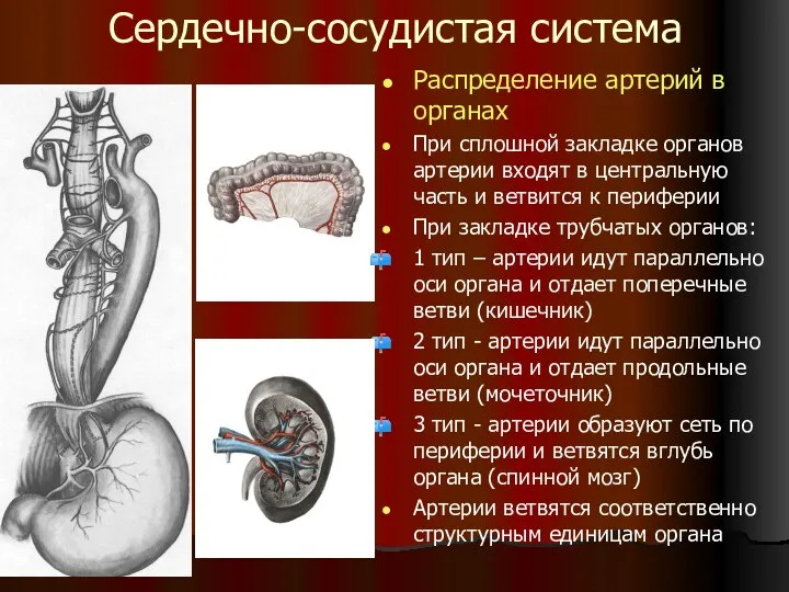 Сердечно-сосудистая система Распределение артерий в органах При сплошной закладке органов артерии