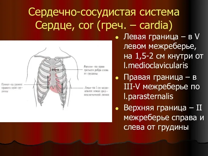 Сердечно-сосудистая система Сердце, cor (греч. – cardia) Левая граница – в