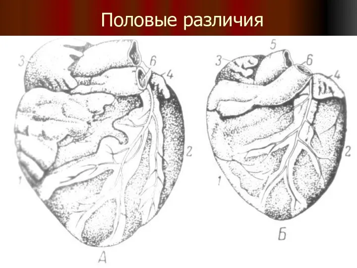 Половые различия