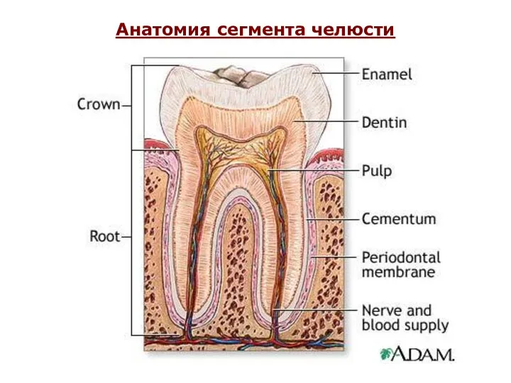 Анатомия сегмента челюсти