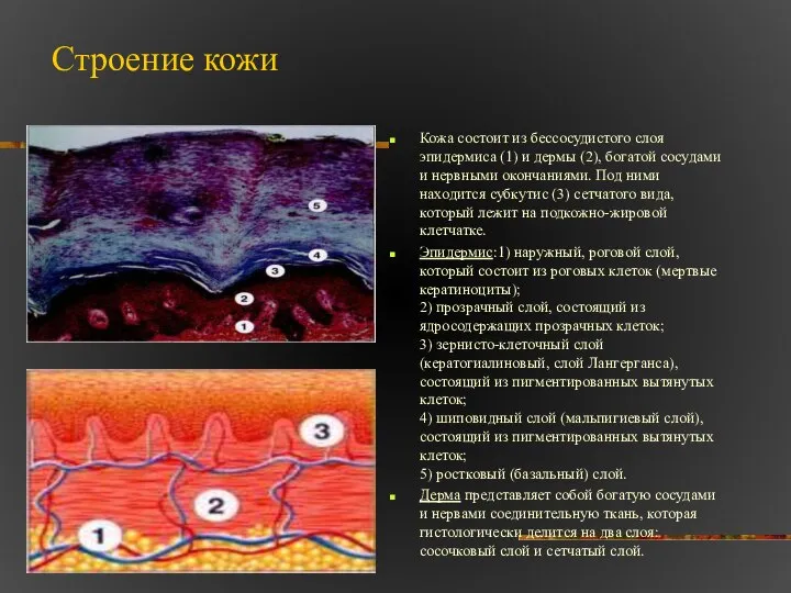 Строение кожи Кожа состоит из бессосудистого слоя эпидермиса (1) и дермы