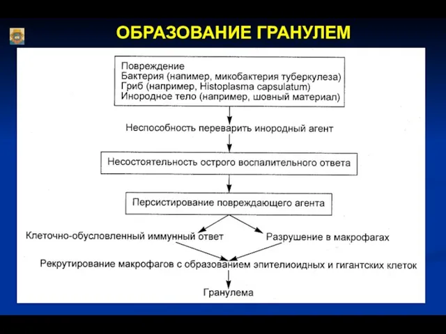 ОБРАЗОВАНИЕ ГРАНУЛЕМ