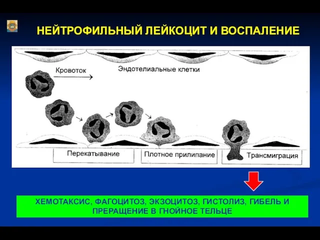 НЕЙТРОФИЛЬНЫЙ ЛЕЙКОЦИТ И ВОСПАЛЕНИЕ ХЕМОТАКСИС, ФАГОЦИТОЗ, ЭКЗОЦИТОЗ, ГИСТОЛИЗ, ГИБЕЛЬ И ПРЕРАЩЕНИЕ В ГНОЙНОЕ ТЕЛЬЦЕ