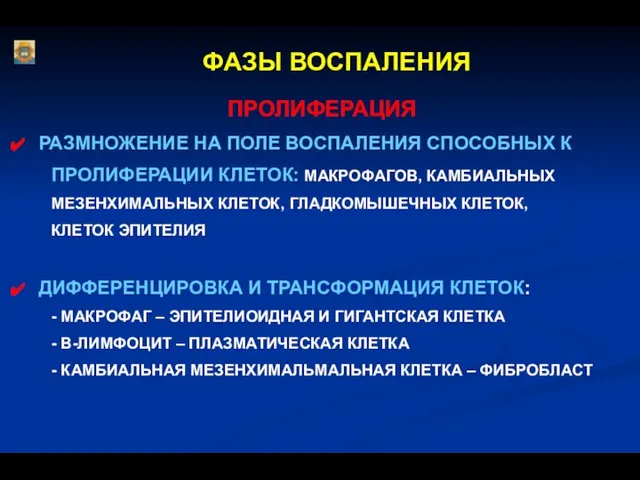 ФАЗЫ ВОСПАЛЕНИЯ ПРОЛИФЕРАЦИЯ РАЗМНОЖЕНИЕ НА ПОЛЕ ВОСПАЛЕНИЯ СПОСОБНЫХ К ПРОЛИФЕРАЦИИ КЛЕТОК: