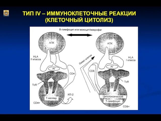 ТИП IV – ИММУНОКЛЕТОЧНЫЕ РЕАКЦИИ (КЛЕТОЧНЫЙ ЦИТОЛИЗ)