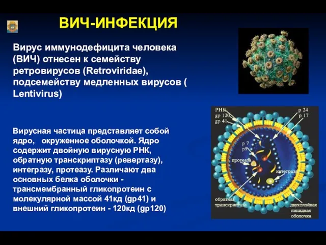 ВИЧ-ИНФЕКЦИЯ Вирус иммунодефицита человека (ВИЧ) отнесен к семейству ретровирусов (Retroviridae), подсемейству