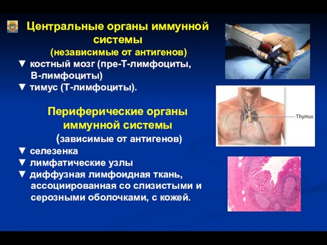 Центральные органы иммунной системы (независимые от антигенов) ▼ костный мозг (пре-Т-лимфоциты,