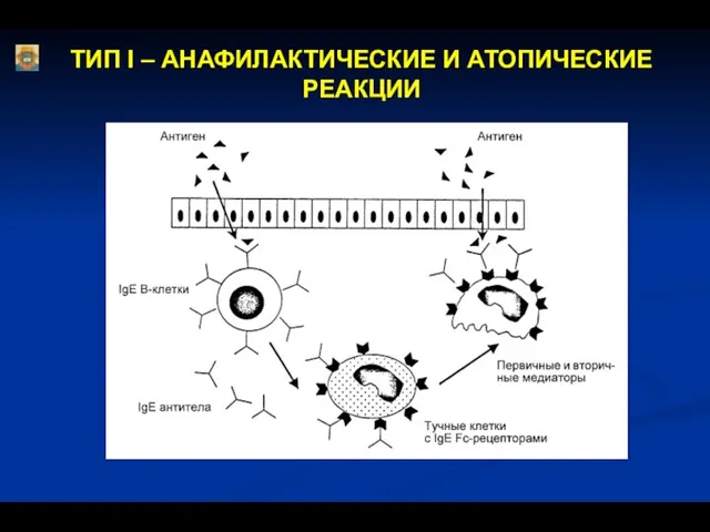 ТИП I – АНАФИЛАКТИЧЕСКИЕ И АТОПИЧЕСКИЕ РЕАКЦИИ