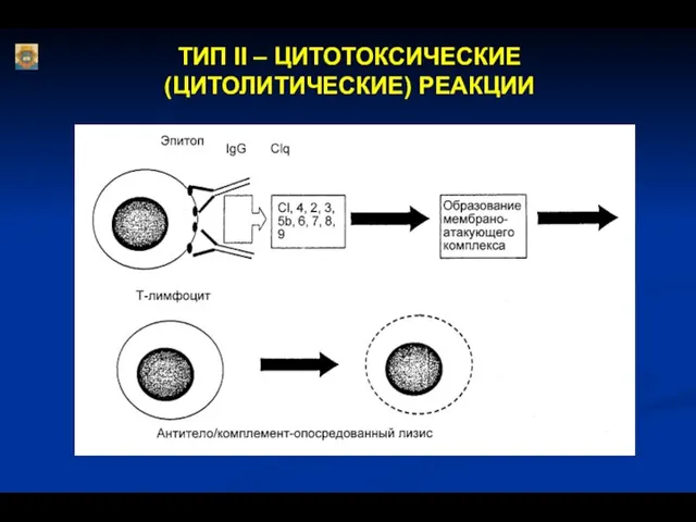 ТИП II – ЦИТОТОКСИЧЕСКИЕ (ЦИТОЛИТИЧЕСКИЕ) РЕАКЦИИ