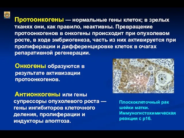 Протоонкогены — нормальные гены клеток; в зрелых тканях они, как правило,