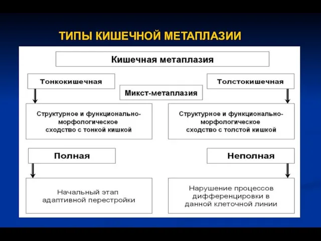 ТИПЫ КИШЕЧНОЙ МЕТАПЛАЗИИ