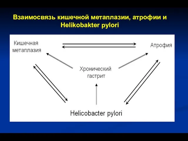 Взаимосвязь кишечной метаплазии, атрофии и Helikobakter pylori
